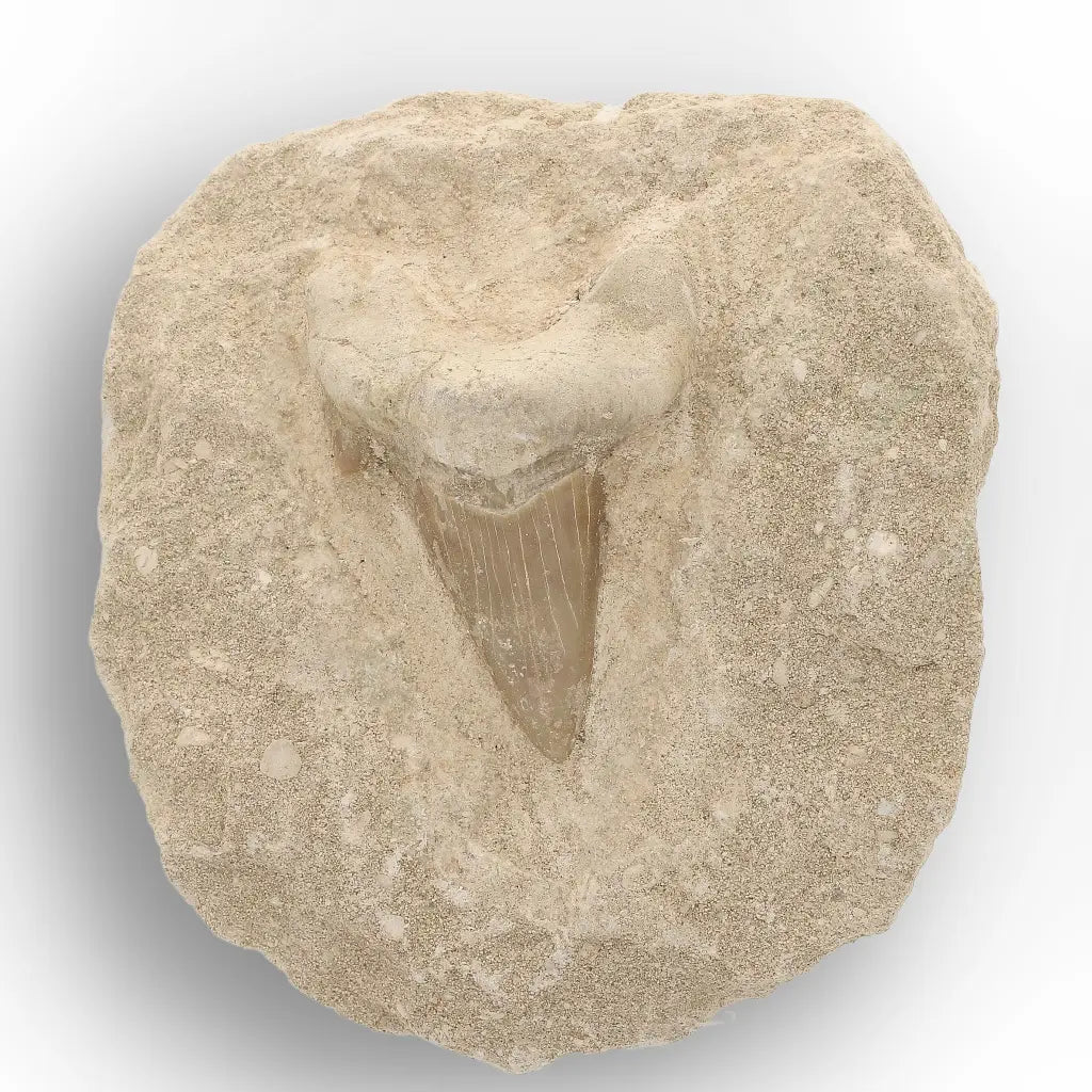 Get your Authentic Otodus Obliquus Shark Tooth Fossil on Matrix online now or in store at Forever Gems in Franschhoek, South Africa