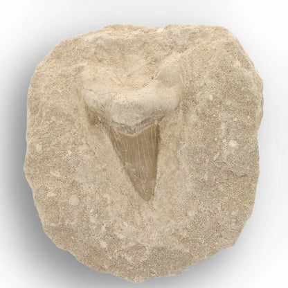 Get your Authentic Otodus Obliquus Shark Tooth Fossil on Matrix online now or in store at Forever Gems in Franschhoek, South Africa