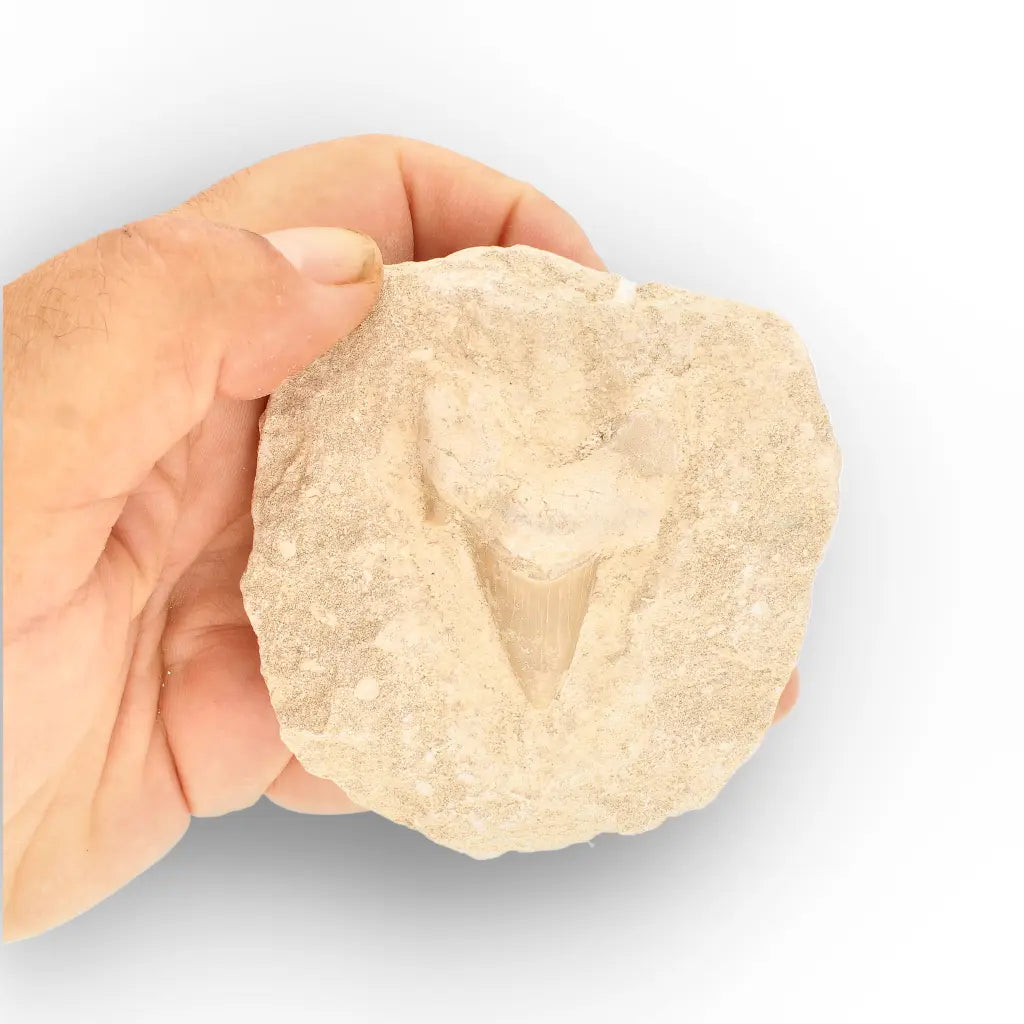 Get your Authentic Otodus Obliquus Shark Tooth Fossil on Matrix online now or in store at Forever Gems in Franschhoek, South Africa