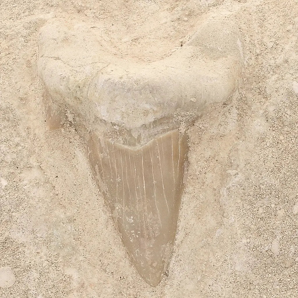 Get your Authentic Otodus Obliquus Shark Tooth Fossil on Matrix online now or in store at Forever Gems in Franschhoek, South Africa