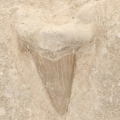 Get your Authentic Otodus Obliquus Shark Tooth Fossil on Matrix online now or in store at Forever Gems in Franschhoek, South Africa