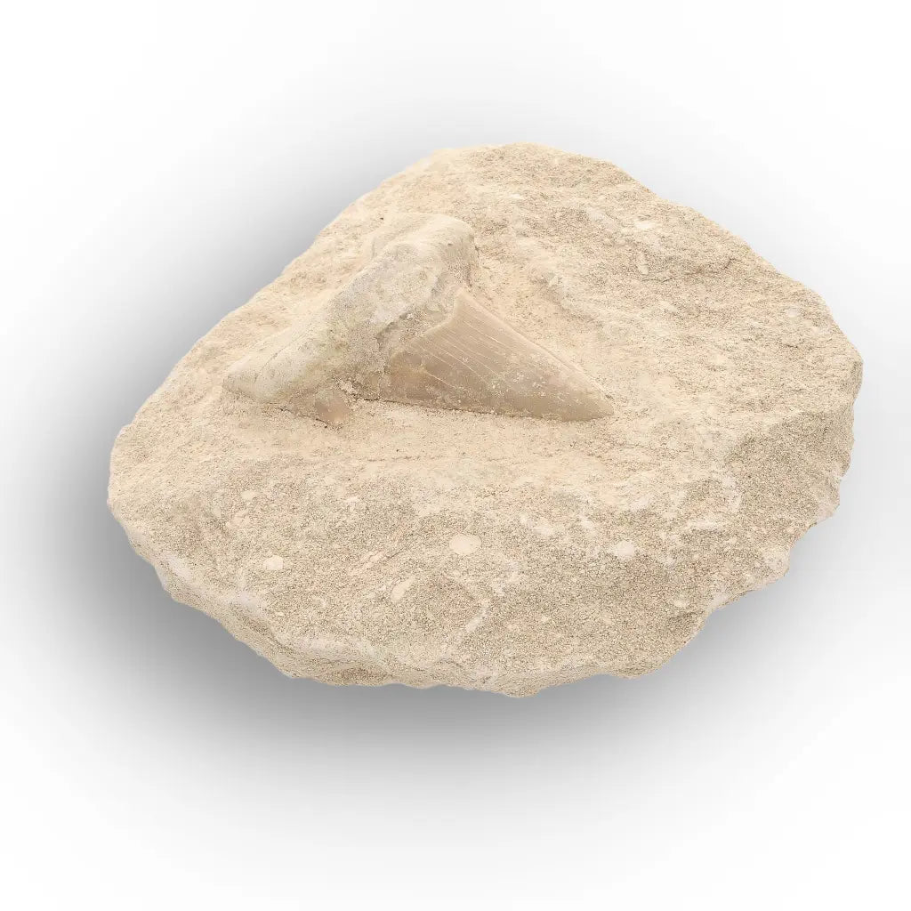 Get your Authentic Otodus Obliquus Shark Tooth Fossil on Matrix online now or in store at Forever Gems in Franschhoek, South Africa