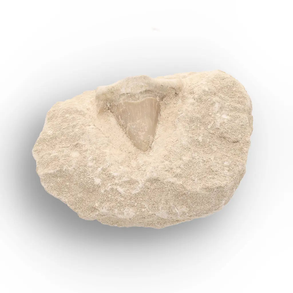 Get your Authentic Otodus Obliquus Shark Tooth Fossil on Matrix online now or in store at Forever Gems in Franschhoek, South Africa