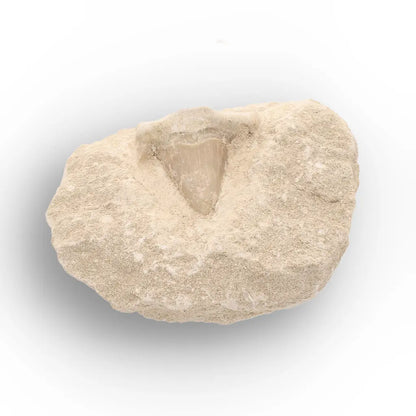 Get your Authentic Otodus Obliquus Shark Tooth Fossil on Matrix online now or in store at Forever Gems in Franschhoek, South Africa