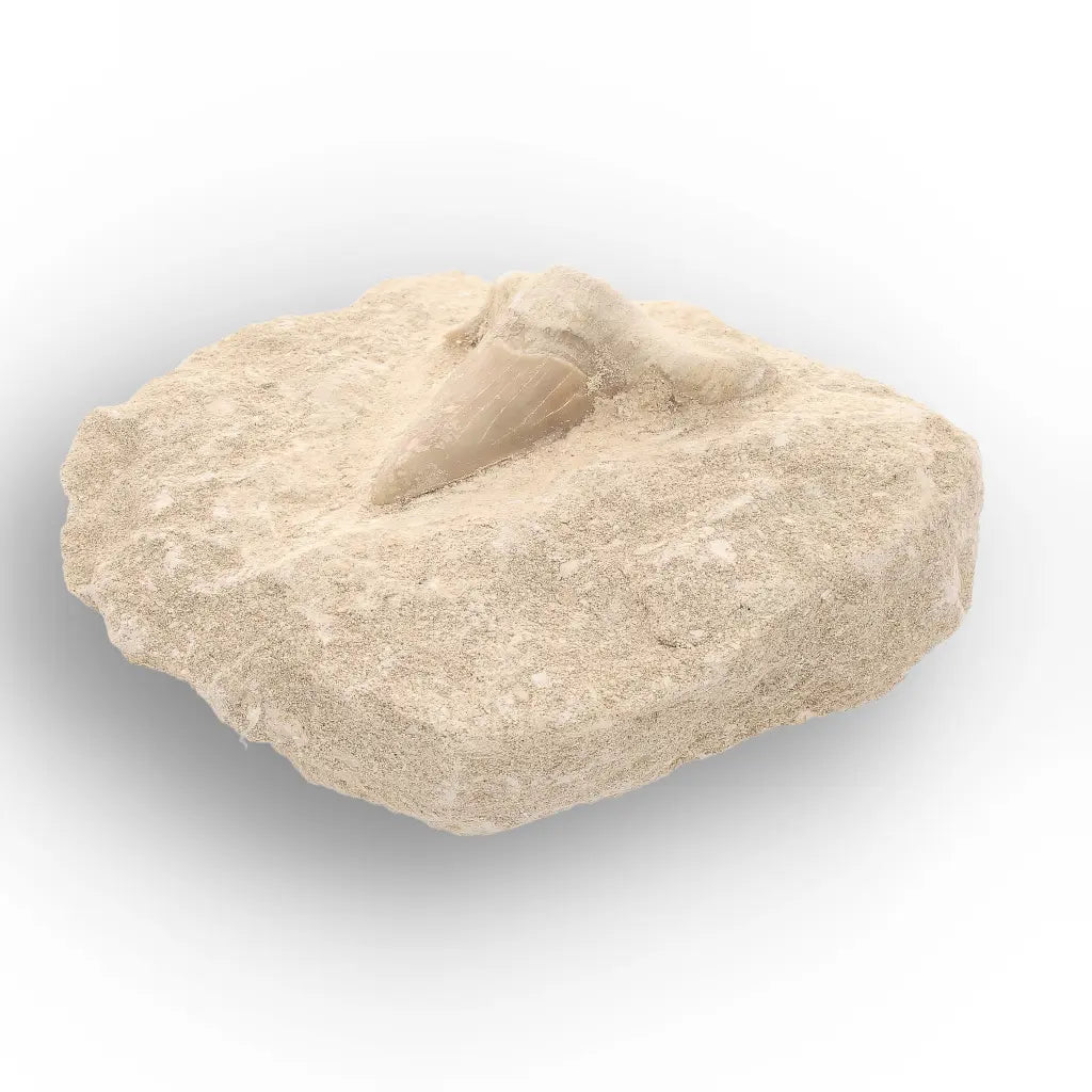 Get your Authentic Otodus Obliquus Shark Tooth Fossil on Matrix online now or in store at Forever Gems in Franschhoek, South Africa