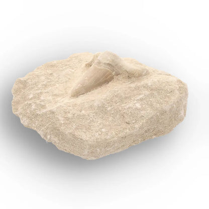 Get your Authentic Otodus Obliquus Shark Tooth Fossil on Matrix online now or in store at Forever Gems in Franschhoek, South Africa