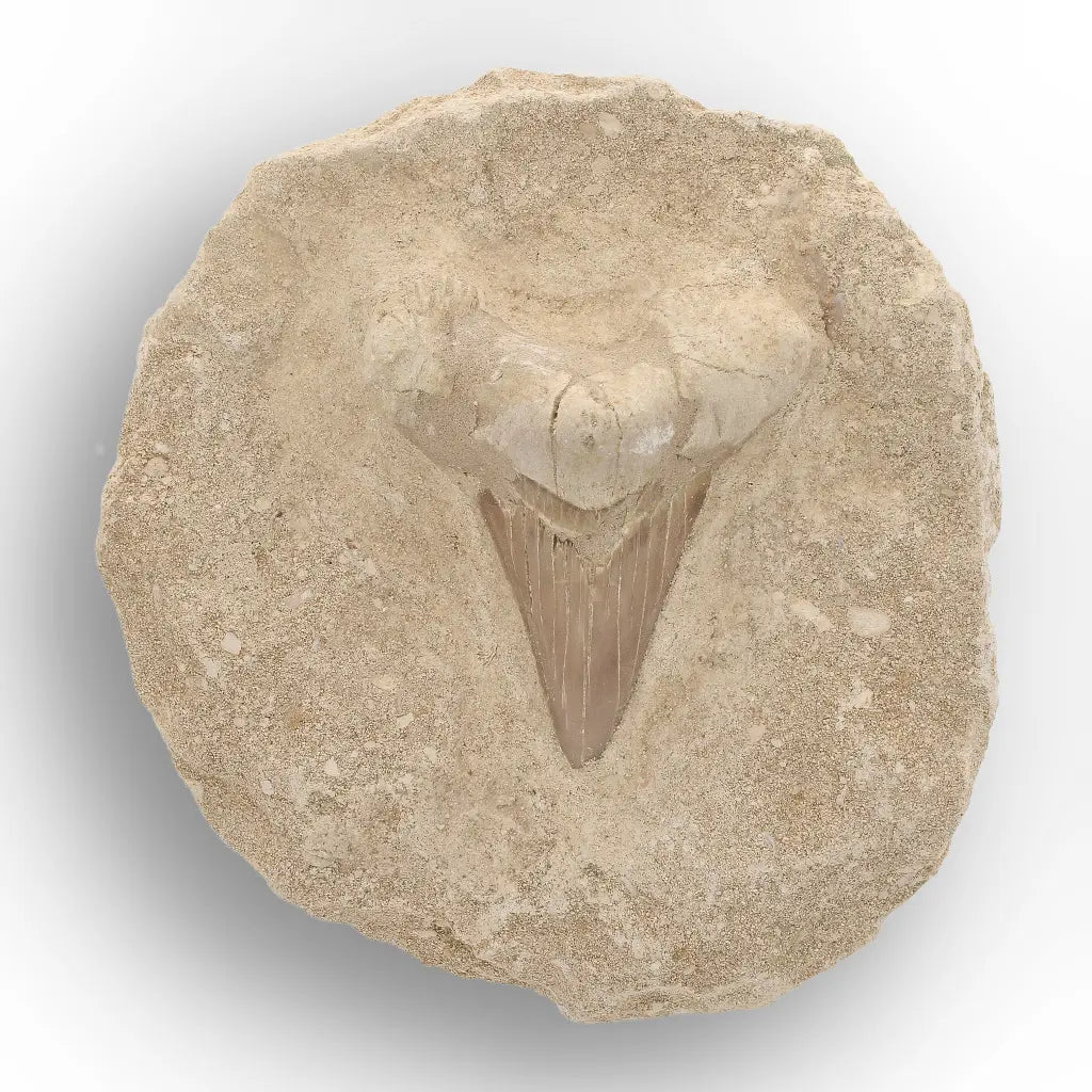 Get your Large Otodus Obliquus Shark Tooth on Original Matrix – Khouribga Morocco online now or in store at Forever Gems in Franschhoek, South Africa