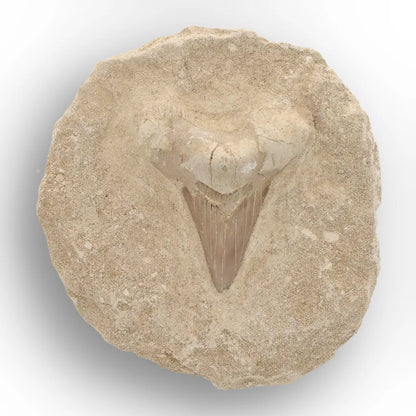 Get your Large Otodus Obliquus Shark Tooth on Original Matrix – Khouribga Morocco online now or in store at Forever Gems in Franschhoek, South Africa