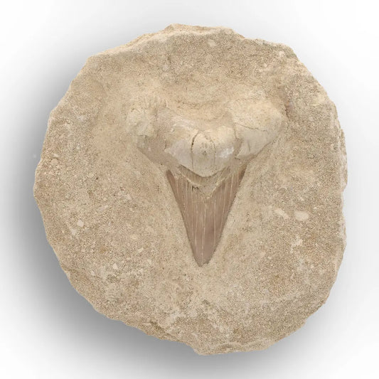 Get your Large Otodus Obliquus Shark Tooth on Original Matrix – Khouribga Morocco online now or in store at Forever Gems in Franschhoek, South Africa