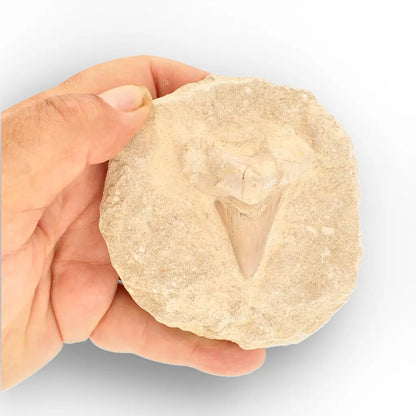 Get your Large Otodus Obliquus Shark Tooth on Original Matrix – Khouribga Morocco online now or in store at Forever Gems in Franschhoek, South Africa