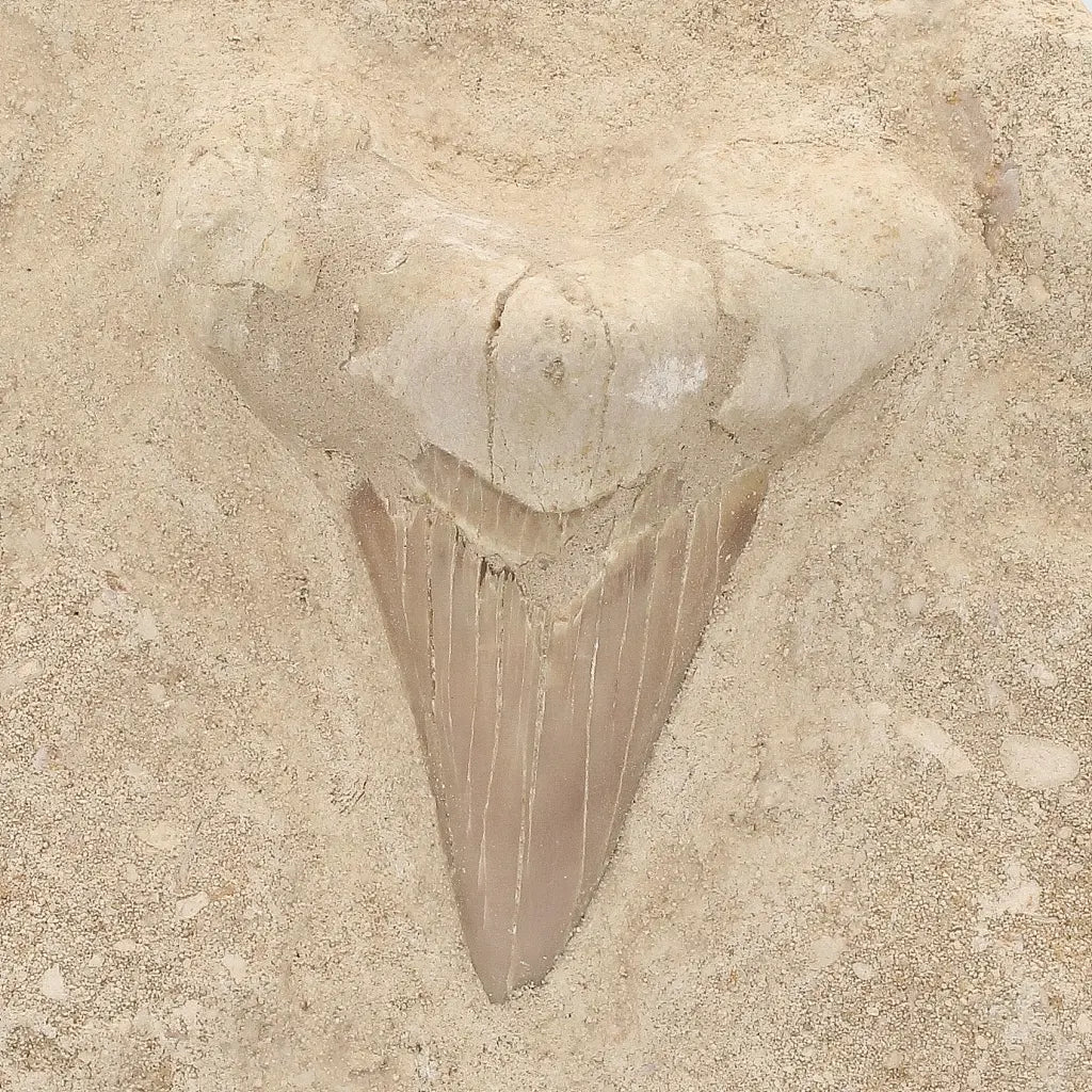 Get your Large Otodus Obliquus Shark Tooth on Original Matrix – Khouribga Morocco online now or in store at Forever Gems in Franschhoek, South Africa