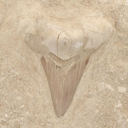 Get your Large Otodus Obliquus Shark Tooth on Original Matrix – Khouribga Morocco online now or in store at Forever Gems in Franschhoek, South Africa