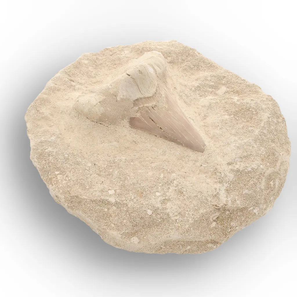 Get your Large Otodus Obliquus Shark Tooth on Original Matrix – Khouribga Morocco online now or in store at Forever Gems in Franschhoek, South Africa