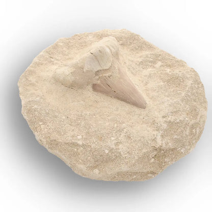 Get your Large Otodus Obliquus Shark Tooth on Original Matrix – Khouribga Morocco online now or in store at Forever Gems in Franschhoek, South Africa