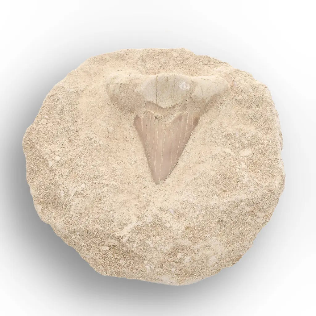 Get your Large Otodus Obliquus Shark Tooth on Original Matrix – Khouribga Morocco online now or in store at Forever Gems in Franschhoek, South Africa
