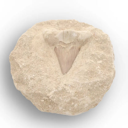 Get your Large Otodus Obliquus Shark Tooth on Original Matrix – Khouribga Morocco online now or in store at Forever Gems in Franschhoek, South Africa