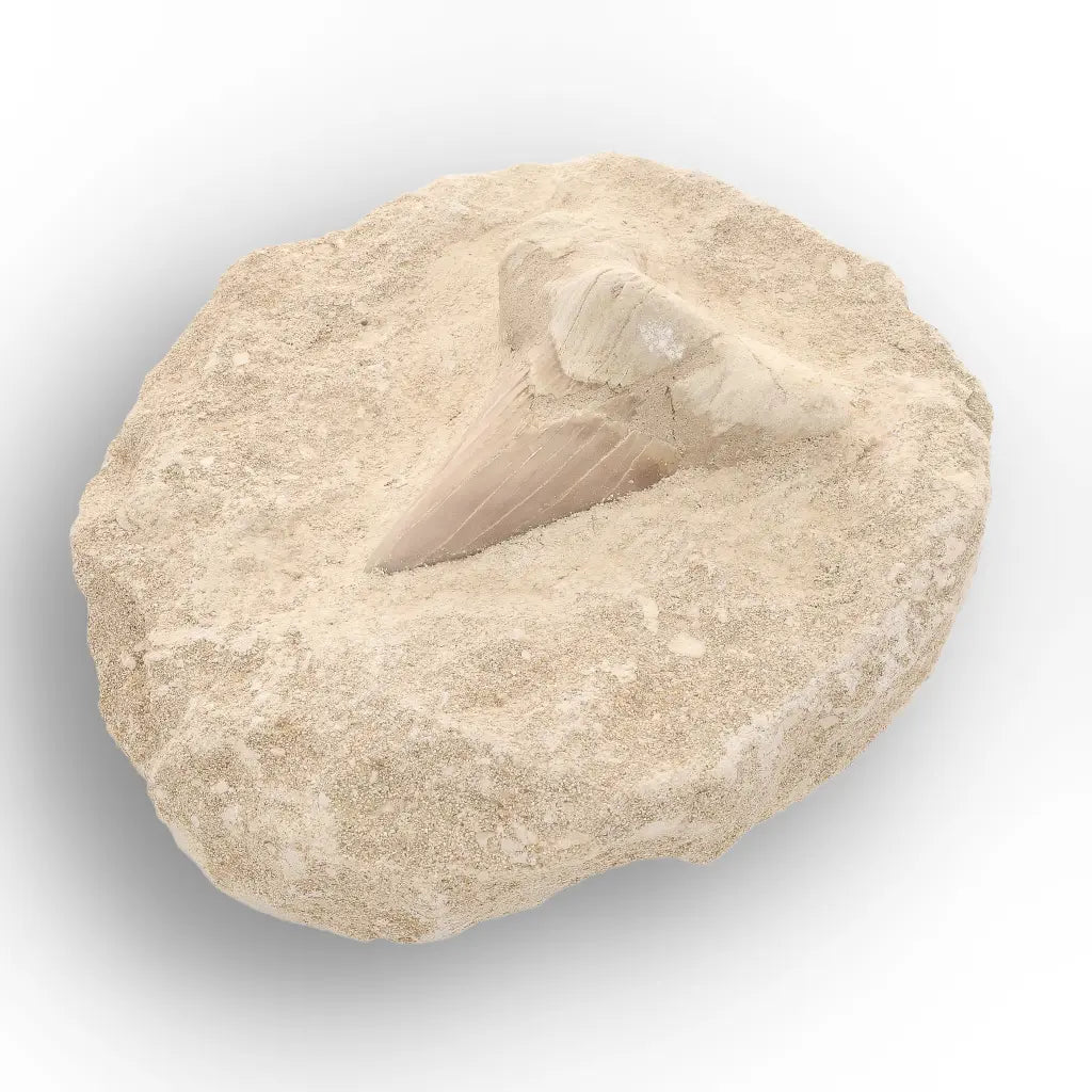 Get your Large Otodus Obliquus Shark Tooth on Original Matrix – Khouribga Morocco online now or in store at Forever Gems in Franschhoek, South Africa