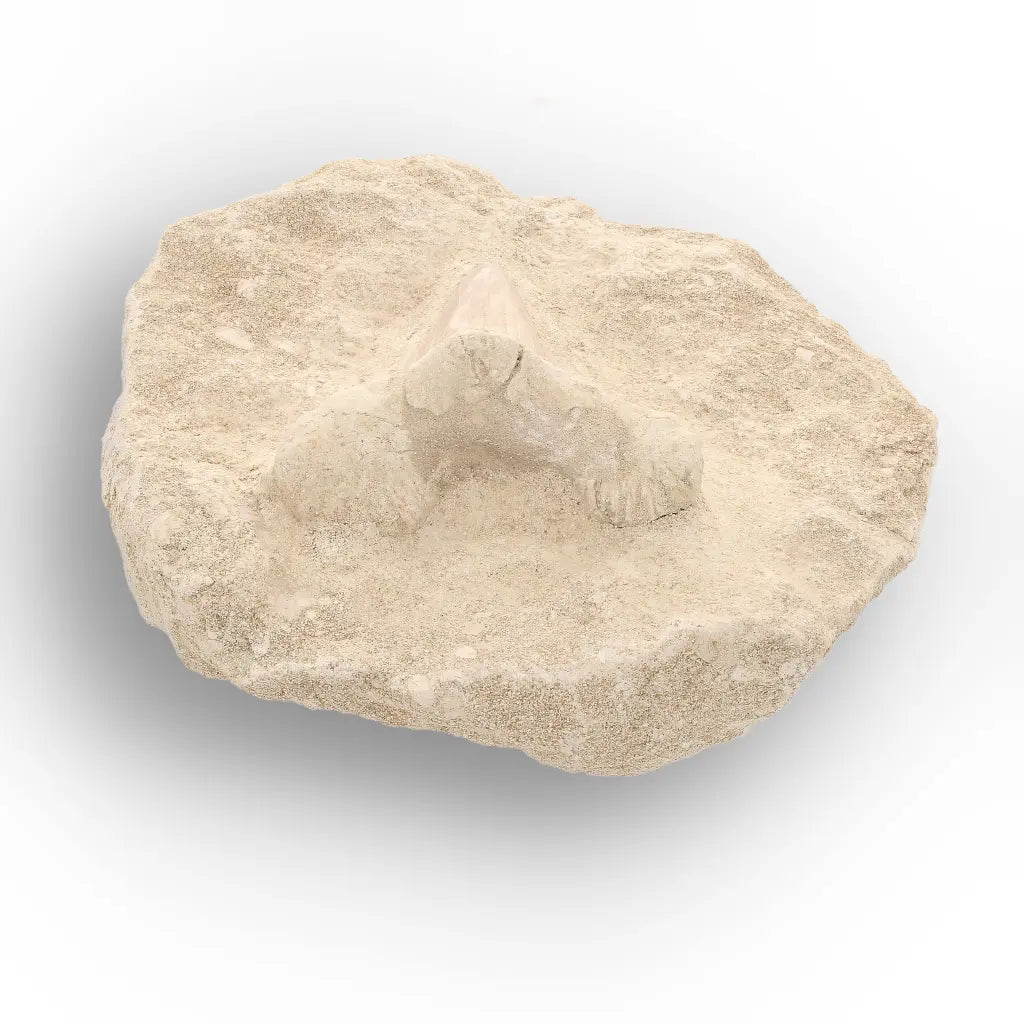 Get your Large Otodus Obliquus Shark Tooth on Original Matrix – Khouribga Morocco online now or in store at Forever Gems in Franschhoek, South Africa