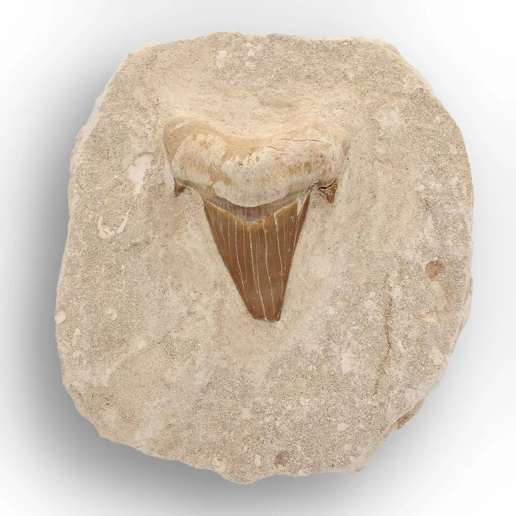 Get your Moroccan Otodus Obliquus Shark Tooth Fossil in Natural Matrix online now or in store at Forever Gems in Franschhoek, South Africa