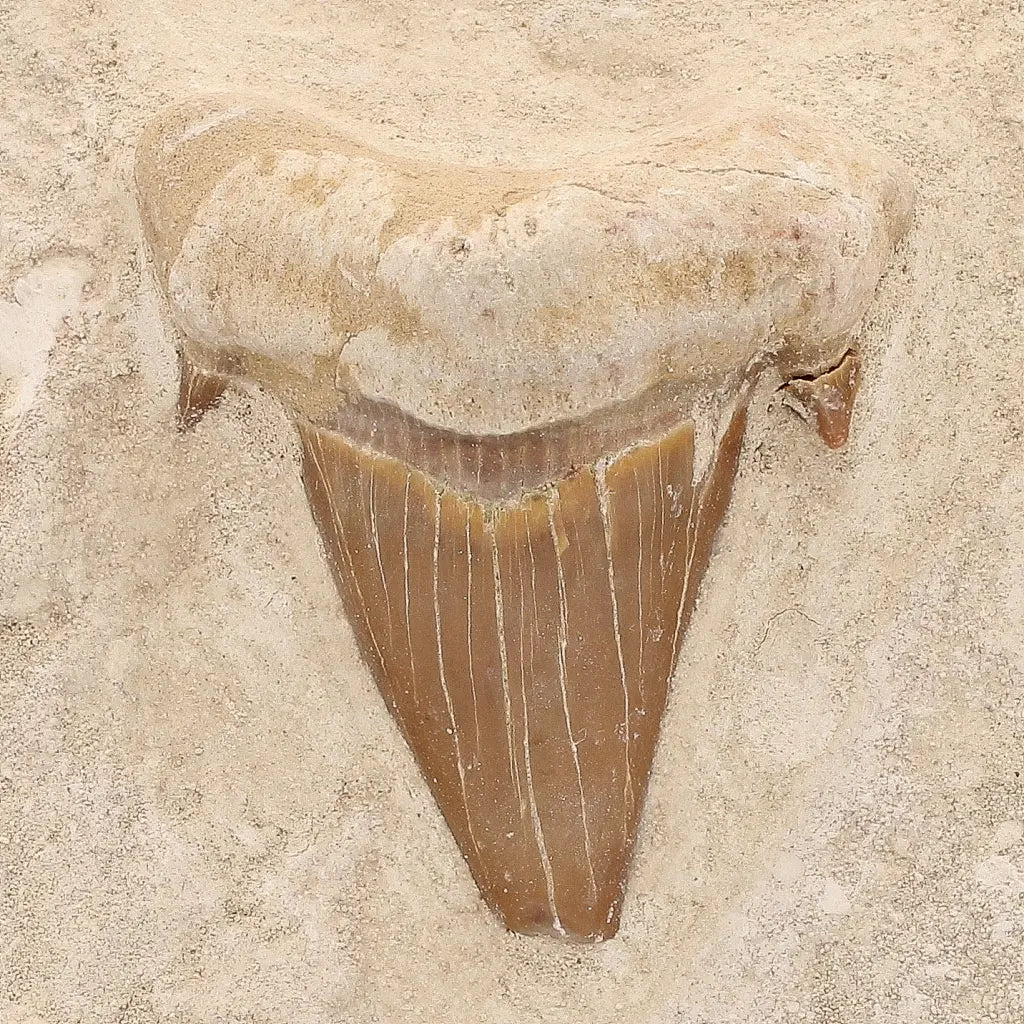 Get your Moroccan Otodus Obliquus Shark Tooth Fossil in Natural Matrix online now or in store at Forever Gems in Franschhoek, South Africa