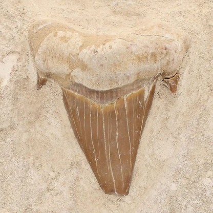 Get your Moroccan Otodus Obliquus Shark Tooth Fossil in Natural Matrix online now or in store at Forever Gems in Franschhoek, South Africa