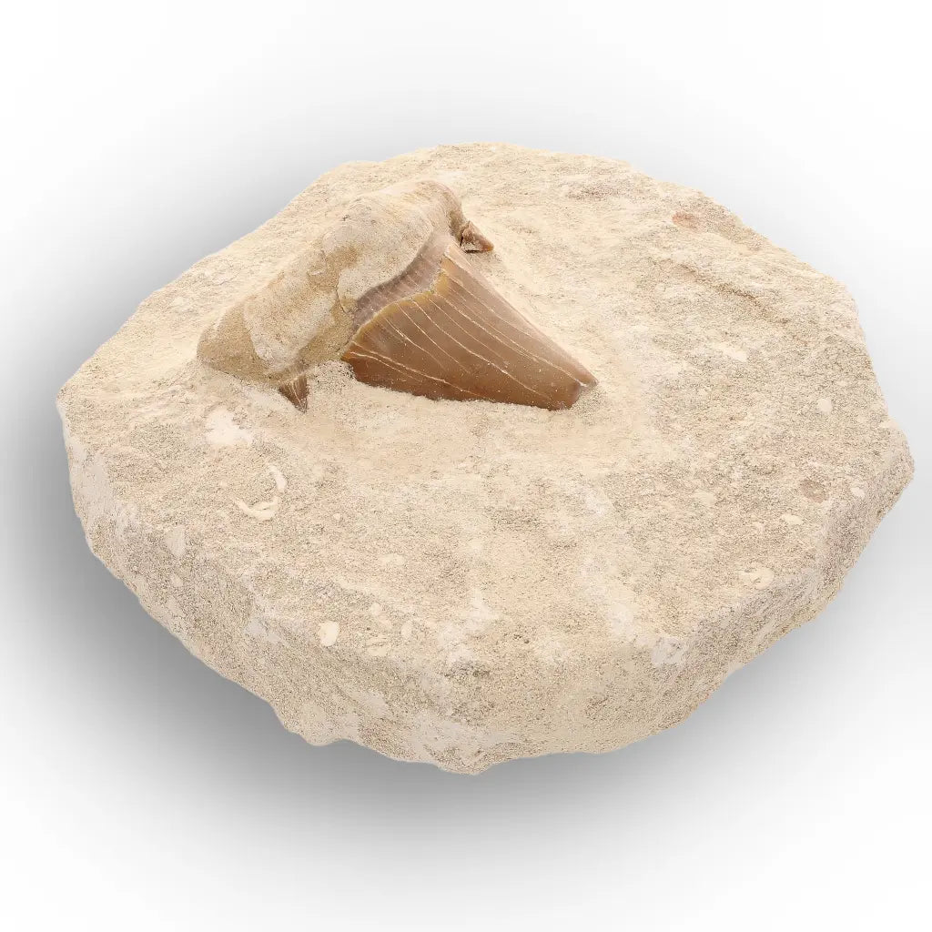 Get your Moroccan Otodus Obliquus Shark Tooth Fossil in Natural Matrix online now or in store at Forever Gems in Franschhoek, South Africa