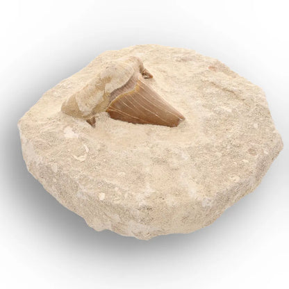 Get your Moroccan Otodus Obliquus Shark Tooth Fossil in Natural Matrix online now or in store at Forever Gems in Franschhoek, South Africa