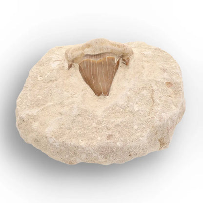Get your Moroccan Otodus Obliquus Shark Tooth Fossil in Natural Matrix online now or in store at Forever Gems in Franschhoek, South Africa