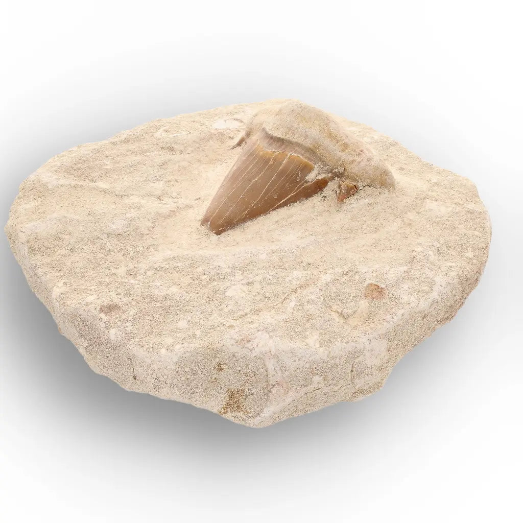 Get your Moroccan Otodus Obliquus Shark Tooth Fossil in Natural Matrix online now or in store at Forever Gems in Franschhoek, South Africa