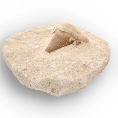 Get your Moroccan Otodus Obliquus Shark Tooth Fossil in Natural Matrix online now or in store at Forever Gems in Franschhoek, South Africa