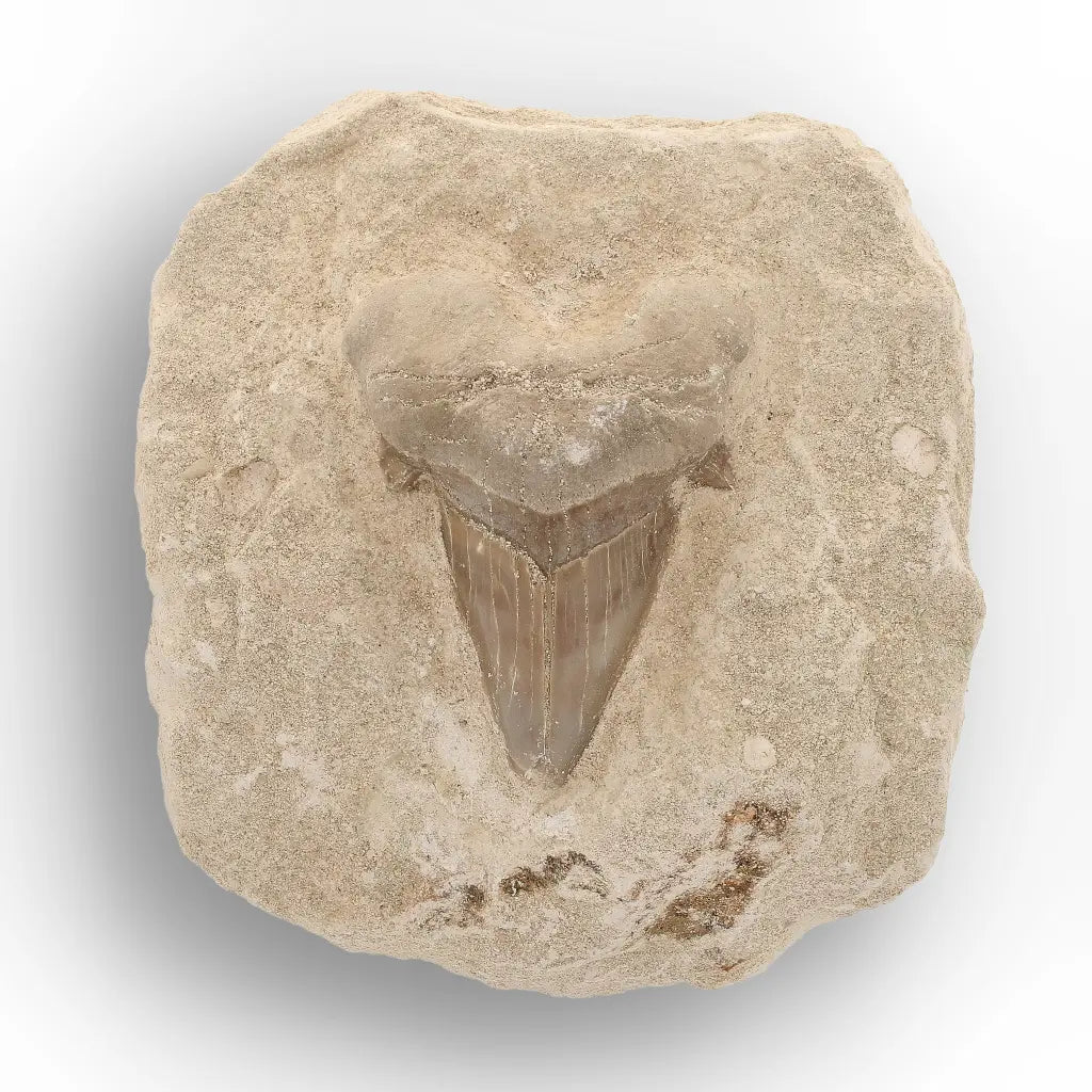 Get your Otodus Obliquus Fossil Shark Tooth Display Specimen – Morocco online now or in store at Forever Gems in Franschhoek, South Africa