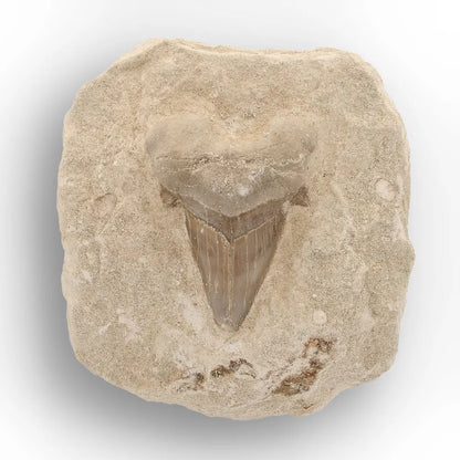 Get your Otodus Obliquus Fossil Shark Tooth Display Specimen – Morocco online now or in store at Forever Gems in Franschhoek, South Africa