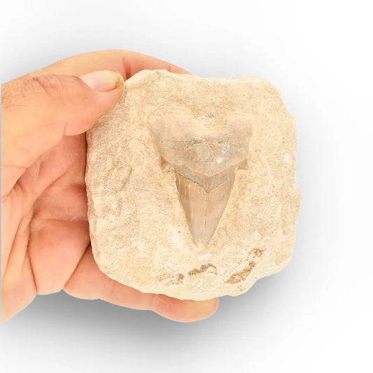 Get your Otodus Obliquus Fossil Shark Tooth Display Specimen – Morocco online now or in store at Forever Gems in Franschhoek, South Africa
