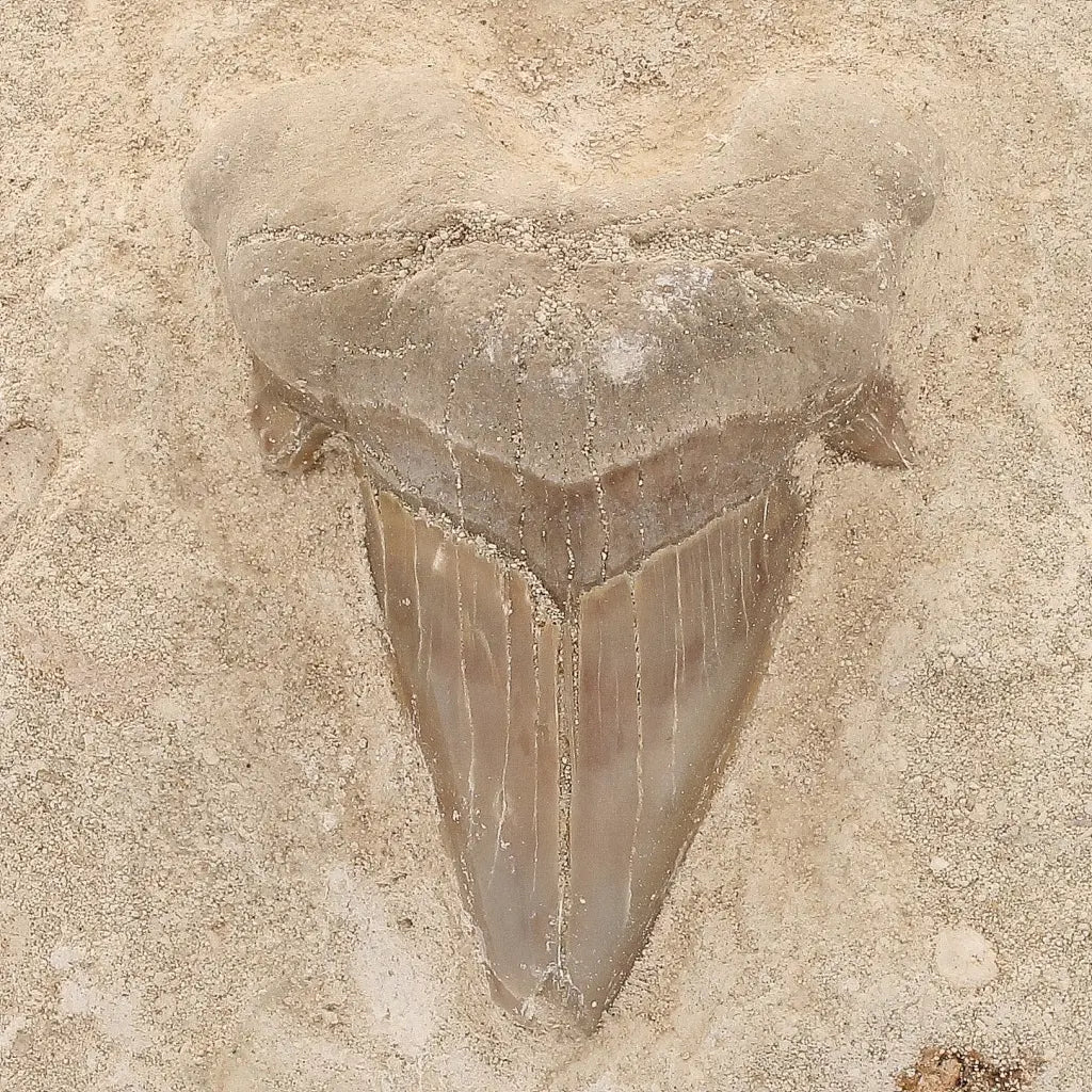 Get your Otodus Obliquus Fossil Shark Tooth Display Specimen – Morocco online now or in store at Forever Gems in Franschhoek, South Africa