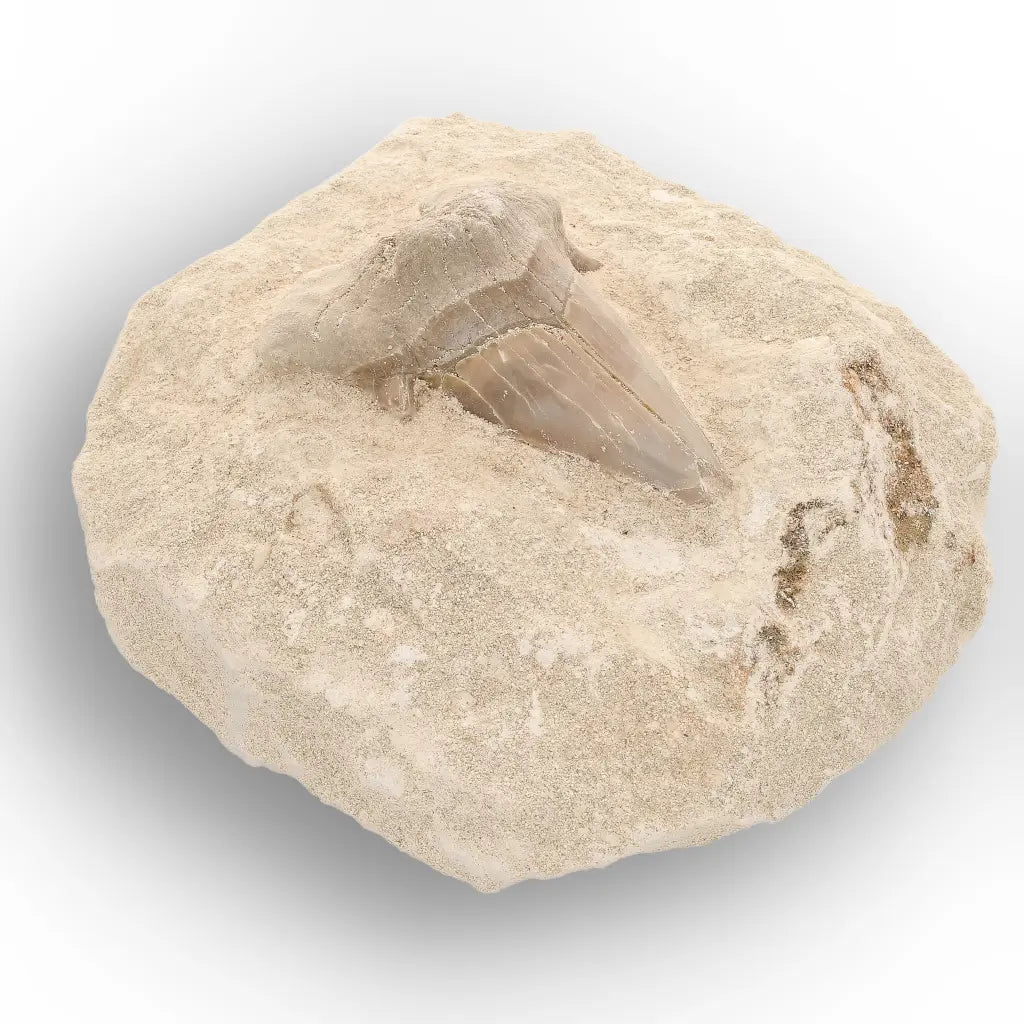 Get your Otodus Obliquus Fossil Shark Tooth Display Specimen – Morocco online now or in store at Forever Gems in Franschhoek, South Africa