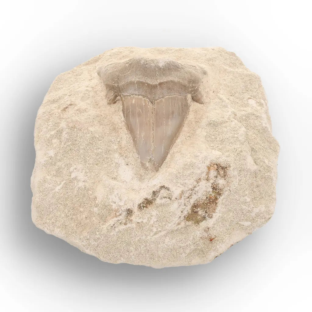 Get your Otodus Obliquus Fossil Shark Tooth Display Specimen – Morocco online now or in store at Forever Gems in Franschhoek, South Africa