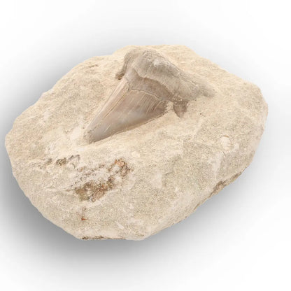 Get your Otodus Obliquus Fossil Shark Tooth Display Specimen – Morocco online now or in store at Forever Gems in Franschhoek, South Africa