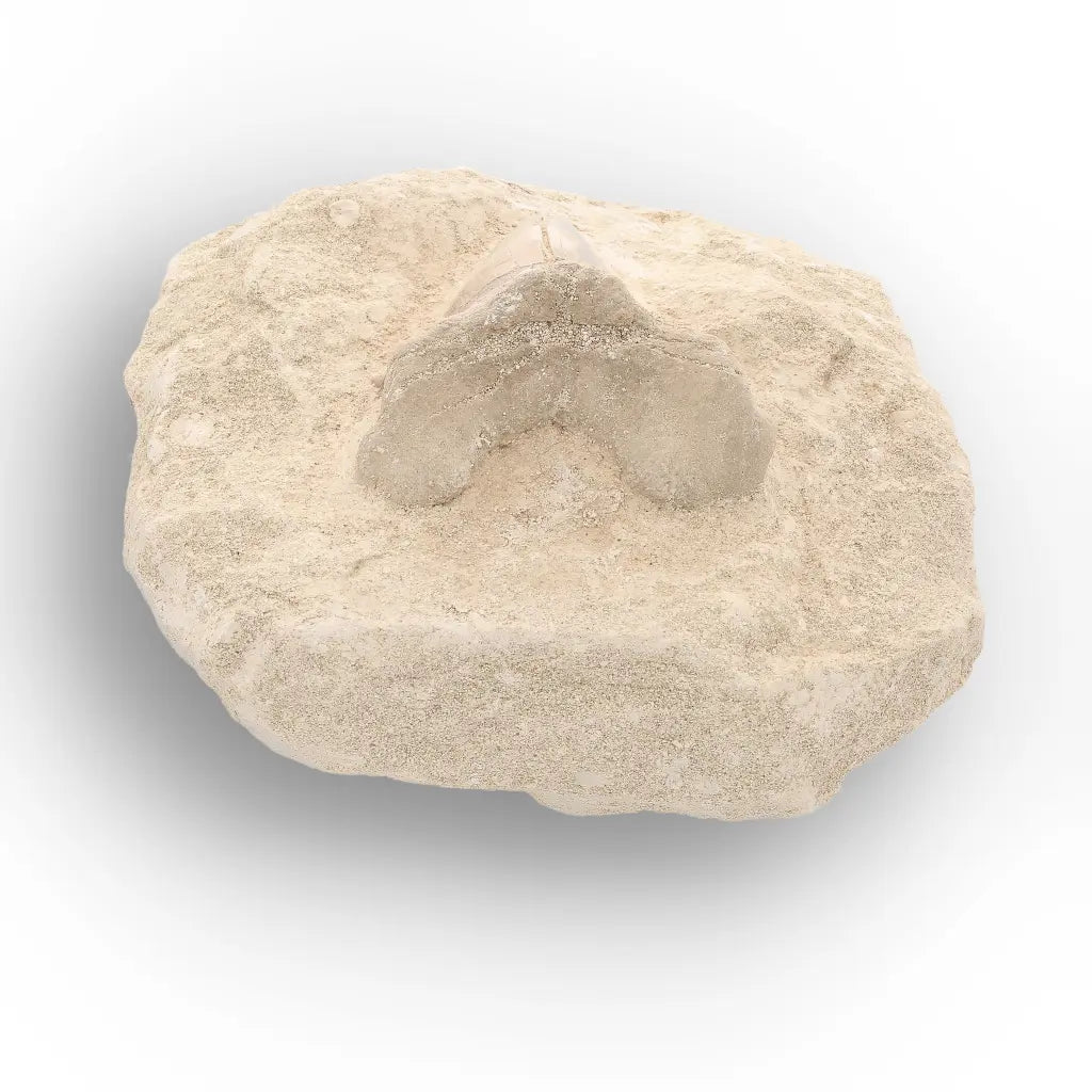 Get your Otodus Obliquus Fossil Shark Tooth Display Specimen – Morocco online now or in store at Forever Gems in Franschhoek, South Africa