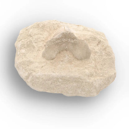 Get your Otodus Obliquus Fossil Shark Tooth Display Specimen – Morocco online now or in store at Forever Gems in Franschhoek, South Africa