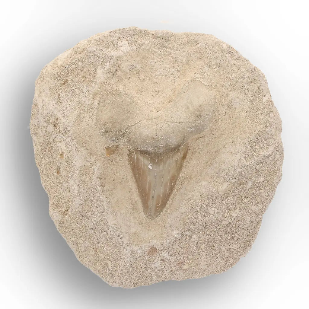 Get your Prehistoric Otodus Obliquus Shark Tooth on Matrix – Genuine Fossil online now or in store at Forever Gems in Franschhoek, South Africa