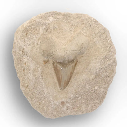 Get your Prehistoric Otodus Obliquus Shark Tooth on Matrix – Genuine Fossil online now or in store at Forever Gems in Franschhoek, South Africa