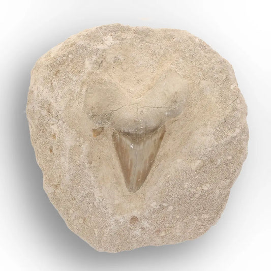 Get your Prehistoric Otodus Obliquus Shark Tooth on Matrix – Genuine Fossil online now or in store at Forever Gems in Franschhoek, South Africa