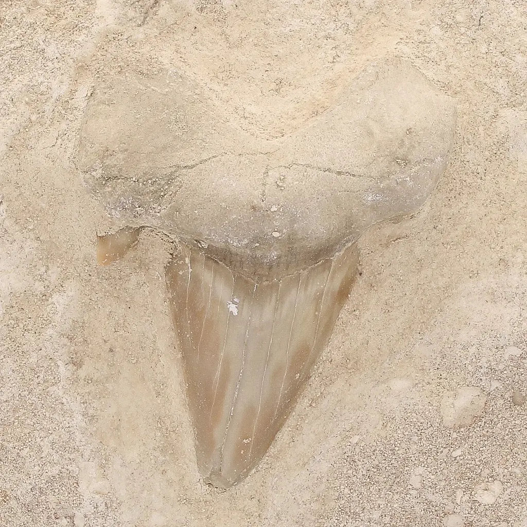 Get your Prehistoric Otodus Obliquus Shark Tooth on Matrix – Genuine Fossil online now or in store at Forever Gems in Franschhoek, South Africa