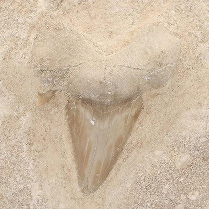 Get your Prehistoric Otodus Obliquus Shark Tooth on Matrix – Genuine Fossil online now or in store at Forever Gems in Franschhoek, South Africa