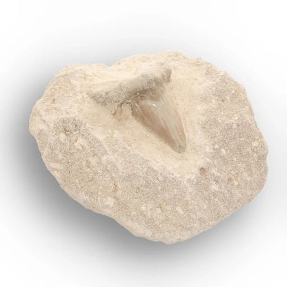 Get your Prehistoric Otodus Obliquus Shark Tooth on Matrix – Genuine Fossil online now or in store at Forever Gems in Franschhoek, South Africa