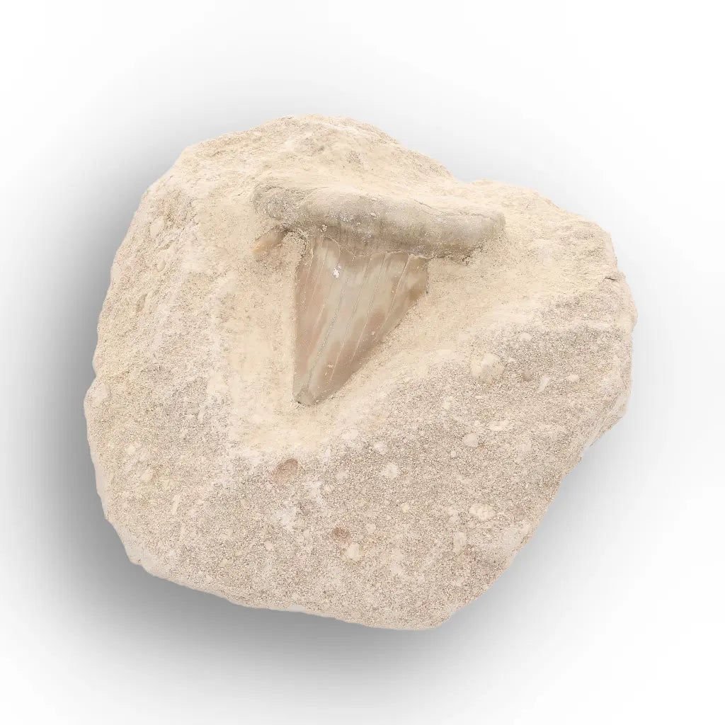Get your Prehistoric Otodus Obliquus Shark Tooth on Matrix – Genuine Fossil online now or in store at Forever Gems in Franschhoek, South Africa