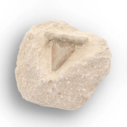 Get your Prehistoric Otodus Obliquus Shark Tooth on Matrix – Genuine Fossil online now or in store at Forever Gems in Franschhoek, South Africa