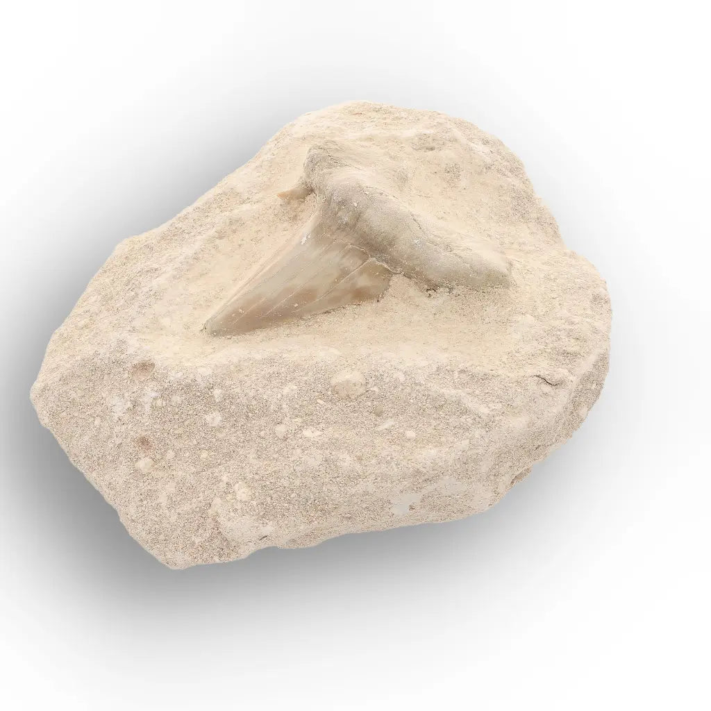Get your Prehistoric Otodus Obliquus Shark Tooth on Matrix – Genuine Fossil online now or in store at Forever Gems in Franschhoek, South Africa