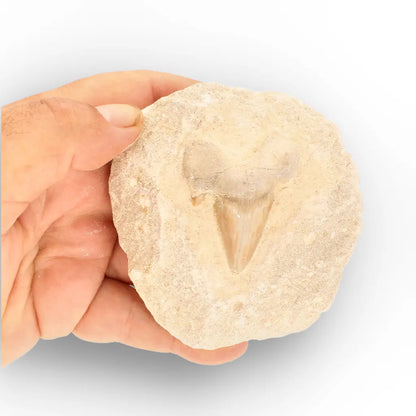 Get your Prehistoric Otodus Obliquus Shark Tooth on Matrix – Genuine Fossil online now or in store at Forever Gems in Franschhoek, South Africa