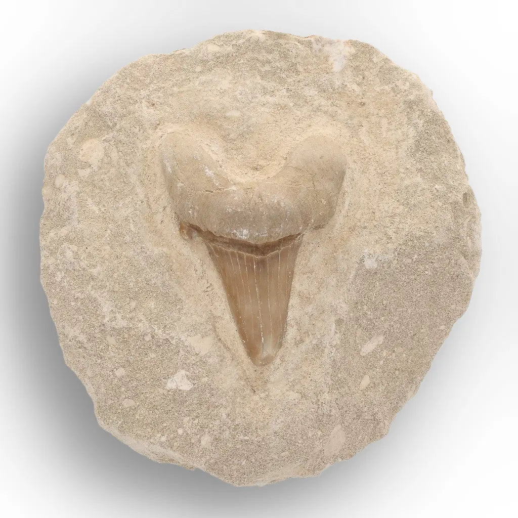 Get your Collector’s Otodus Obliquus Shark Tooth Fossil on Matrix – Morocco online now or in store at Forever Gems in Franschhoek, South Africa